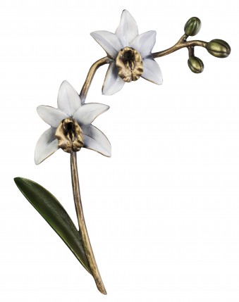 image du produit Orchidée Bronze blanc-vert